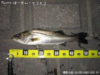 シーバス