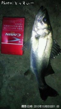 シーバス