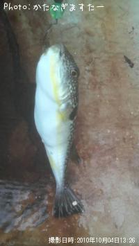フグ