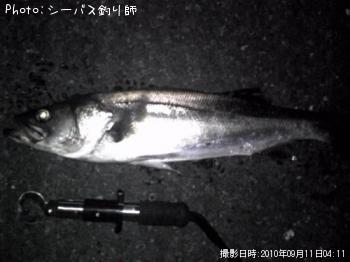 シーバス