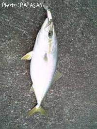 ʥ