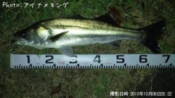 シーバス