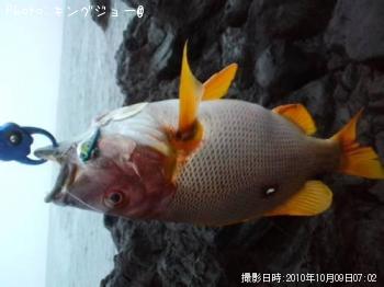白点フエフキダイ