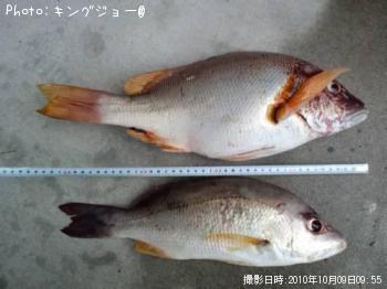 白点フエフキダイ