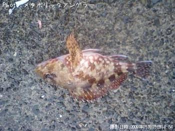 カサゴ