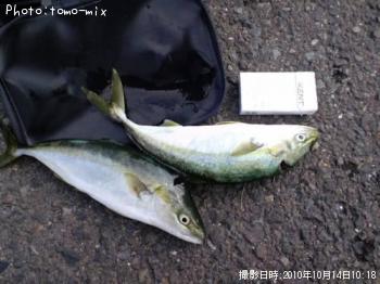 ʥ