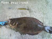 ҥ