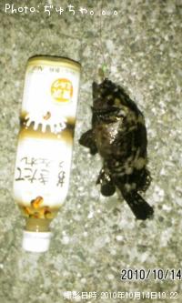 黒ソイ