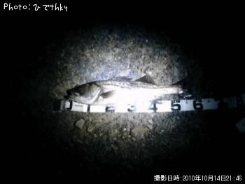シーバス
