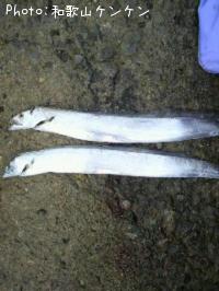 太刀魚