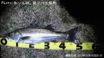 シーバス