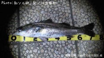 シーバス