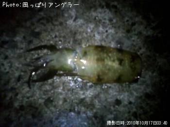 アオリイカ
