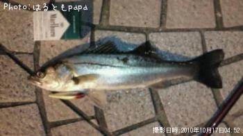シーバス