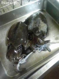 コウイカ