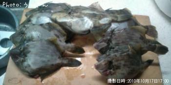 カワハギ