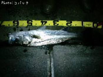 シーバス