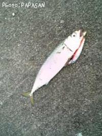 ゴマサバ