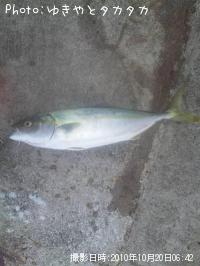 ʥ