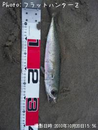 鯖