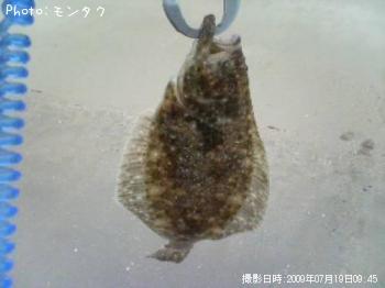 ヒラメ