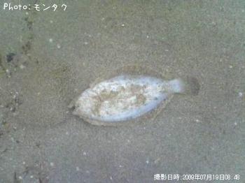 ヒラメ