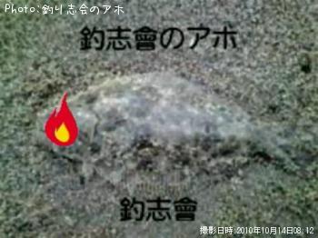 ヒラメ