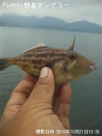 ウマヅラ