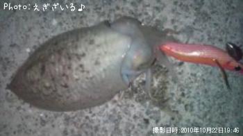 コウイカ