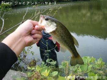 ブラックバス