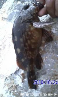 カサゴ