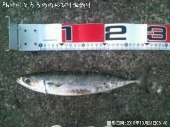 サバ
