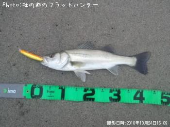 シーバス