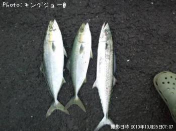 ヤズ