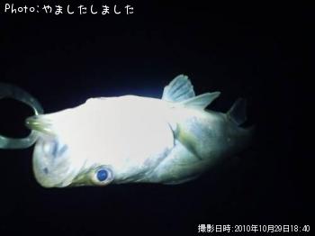 シーバス
