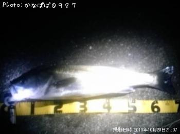 シーバス