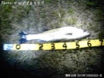 シーバス