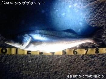 シーバス