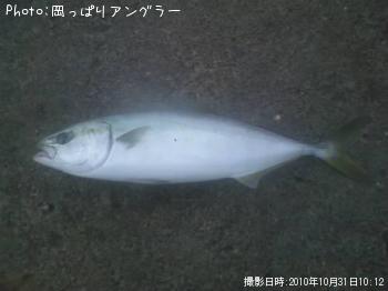 イナダ