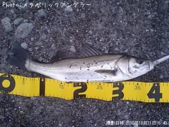 シーバス