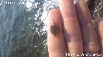 カワハギ