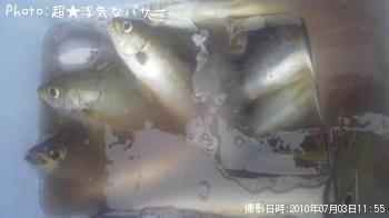 イサキ