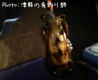 アオリイカ