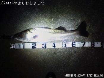 シーバス
