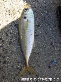 アジ