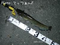 ナマズ