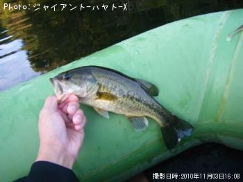 ブラックバス