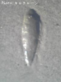 ҥ