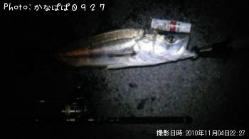 シーバス