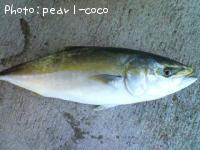 ʥ